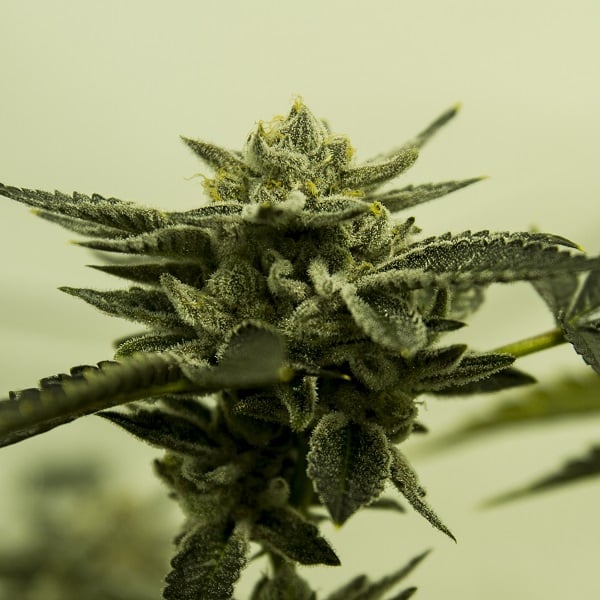 Fruit Snacks Regular Cannabis Seeds by Moxie Seeds Sensible Seeds